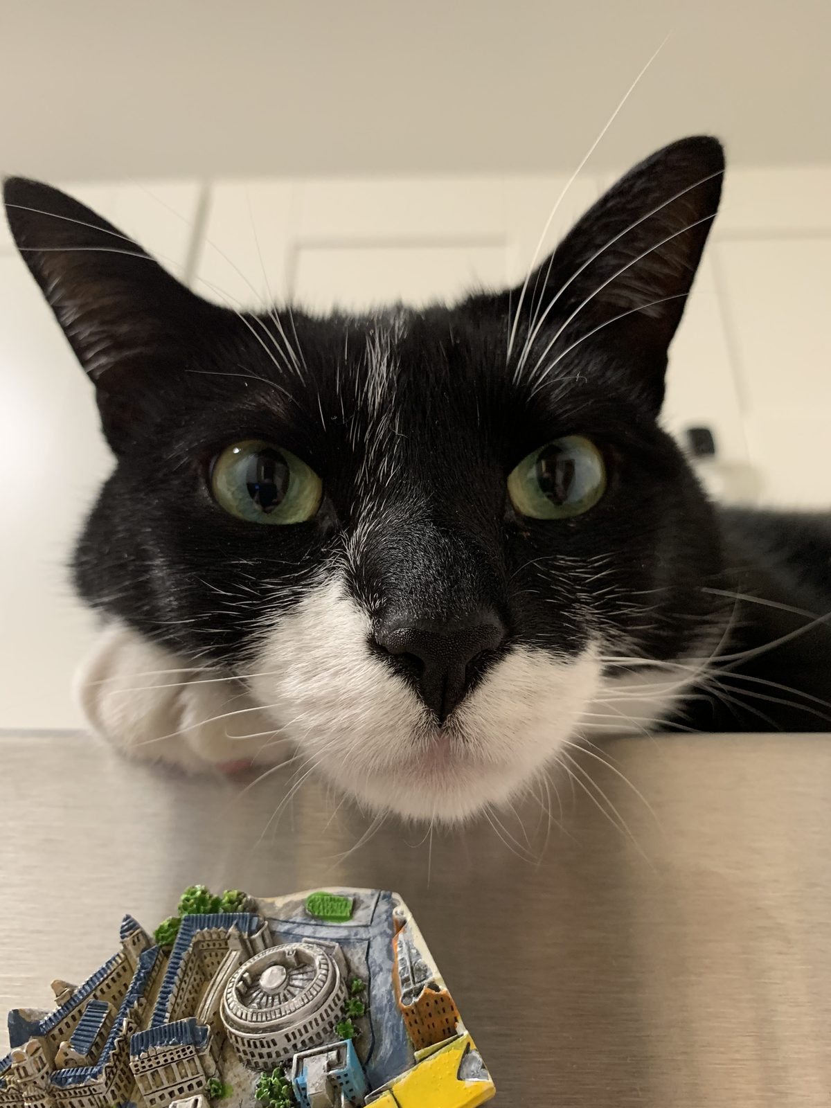 Trotty, a tuxedo cat with green eyes, looking directly at the camera
